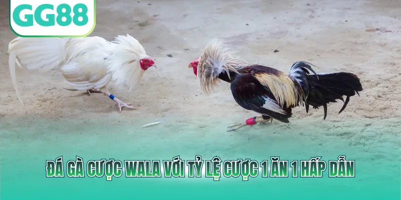 Đá gà cược Wala với tỷ lệ cược 1 ăn 1 hấp dẫn